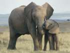 Elephant Mother And Child Art Print