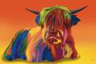Highland Cow In Full Color Art Print