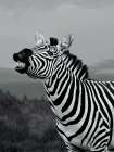 Cheeky Zebra Art Print