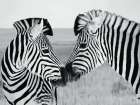Pair Of Zebra Art Print
