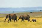 Elephants In The Grassland Art Print