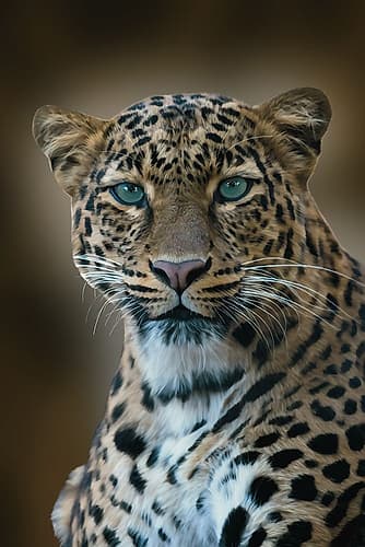 Out In The Wild Animals Print