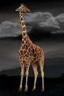 Standing Tall Art Print