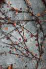 Budding Vines 1 Art Print