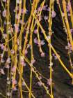 Spring Blossoms 2 Art Print