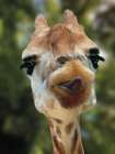 Animals With Attitude Giraffe Art Print