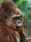 Animals With Attitude Gorilla Art Print