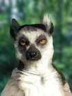 Animals With Attitude Lemur Art Print
