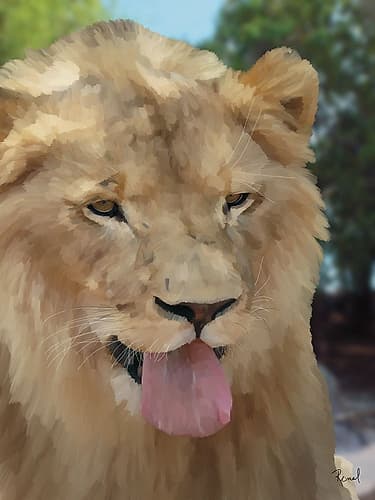 Animals With Attitude Lion Animals Print