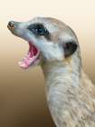 Animals With Attitude Meerkat Art Print