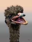 Animals With Attitude Ostrich Art Print