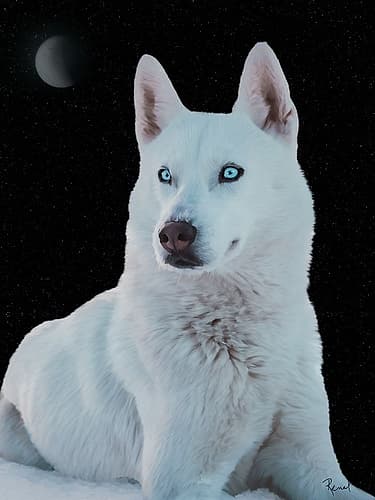 White Wolf Animals Print