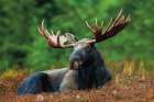Relaxing Moose Art Print