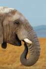 African Elephant Art Print
