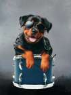 Canine Band Drummer Art Print