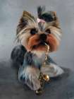 Canine Band Saxophone Art Print