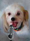 Canine Band Vocals Art Print