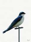 Ready To Fly 1 Minimalist Print