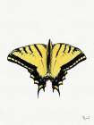Wings To Fly 2 Art Print