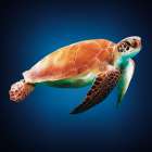 Sea Turtle Art Print