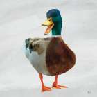 Squawking Duck 1 Art Print