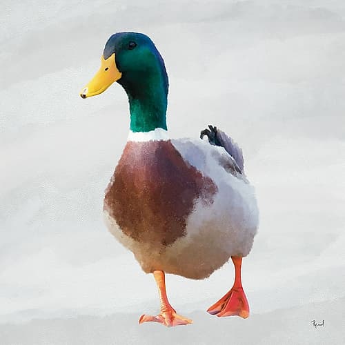 Squawking Duck 2 Art Print