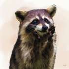 Endearing Raccoon 2 Art Print