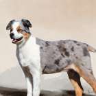 Australian Shepherd Art Print
