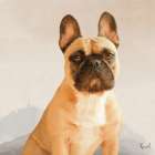 French Bulldog Art Print