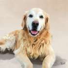 Golden Retriever Art Print