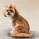 Shih Tzu Art Print