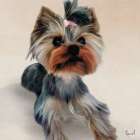 Yorkshire Terrier Art Print