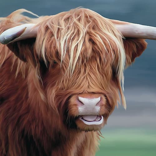 Up Close With Highland Cows 1 Art Print by Kristel Peters