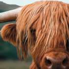 Up Close With Highland Cows 2 Art Print