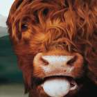 Up Close With Highland Cows 2 Art Print
