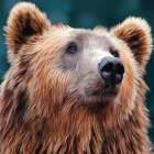 Anticipating Bear Art Print