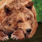 Contented Bear Art Print