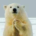Grateful Polar Bear Art Print