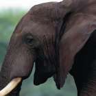Elephant Side View Art Print