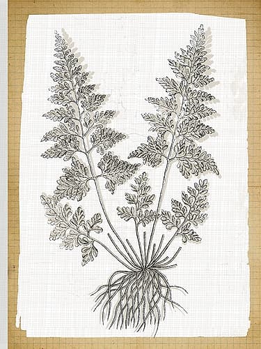 Farmhouse Ferns 1 Art Print