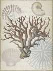 Coastal Coral Art Print