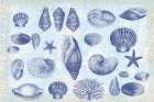 Casual Coastal Shells Art Print
