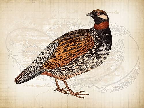 Pheasant Birds 1 Art Print