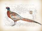 Pheasant Birds 2 Art Print
