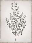 Marjoram Art Print