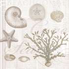 Soft Shell Collage Art Print