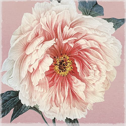 Spring Eden Peony Art Print by Lula Bijoux And Company