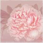Spring Eden Peony 2 Art Print