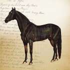 Cheval 1 Art Print