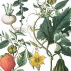 Sketch Whimzy Botanical 2 Art Print